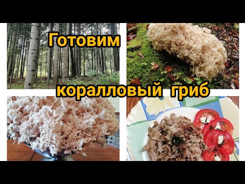 вкусный коралловый гриб