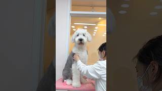 올댕이 쉽게 가위컷하기✂ #올드잉글리쉬쉽독 #대형견가위컷 | oldenglishsheepdog Grooming #oldenglishsheepdo스