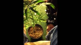 Indoor grow