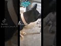 The Carson's |Cat vs. Dog | German Shepherd Sammy | Kitty Sheldon | #cats #dogs #cute