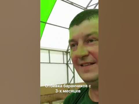 Отбивка баранчиков - YouTube