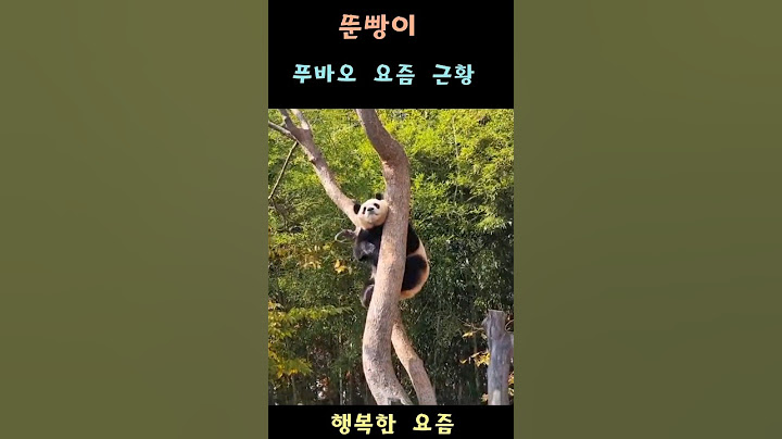 뚠빵이 푸바오 요즘근황