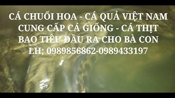 CÁ CHUỐI HOA CÁ QUẢ, CƠ SỞ CUNG CẤP GIỐNG VÀ CÁ THỊT. BAO TIÊU ĐẦU RA CHO BÀ CON
