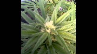 Medical Marijuana greenhouse outdoor grow log