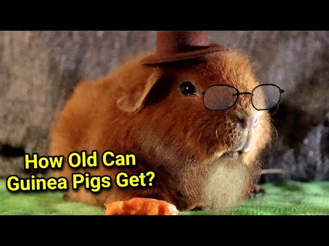Video: Ako dlho trvá guinea?