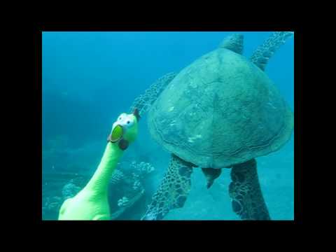 The Chicken Diving In Maui