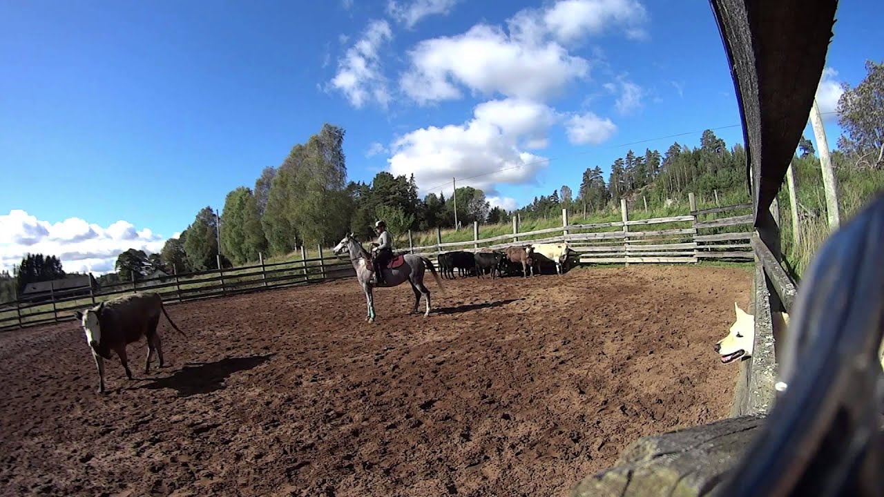 Cutting horse training with my Arabian horse YouTube