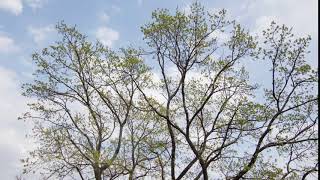 Large Oak Tree, Seasonal Time-Lapse Change, Winter to Spring