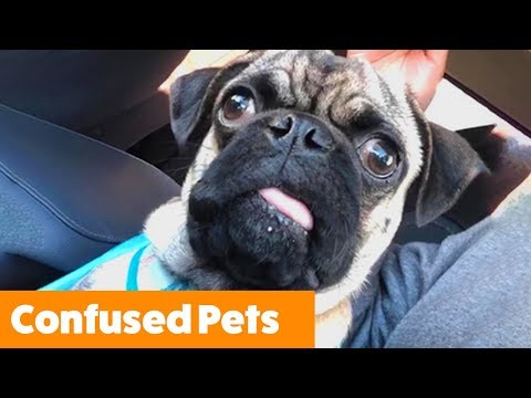 Confused Pets | Funny Pet Videos