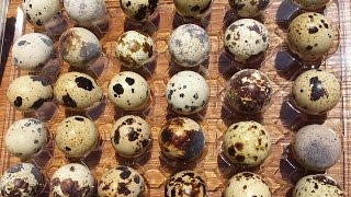 Unboxing Jumbo Coturnix Quail Eggs from James Marie Farms.