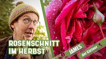 Wie weit schneidet man Rosen im Herbst zurück?