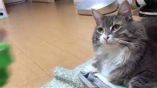 光る駒を恐れる猫 ノルウェージャンフォレストキャット Fear of Spinning top.Norwegian Forest Cat.
