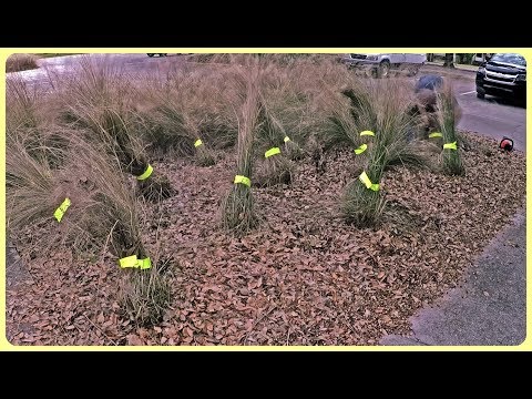 How To Trim Landscape Grasses?