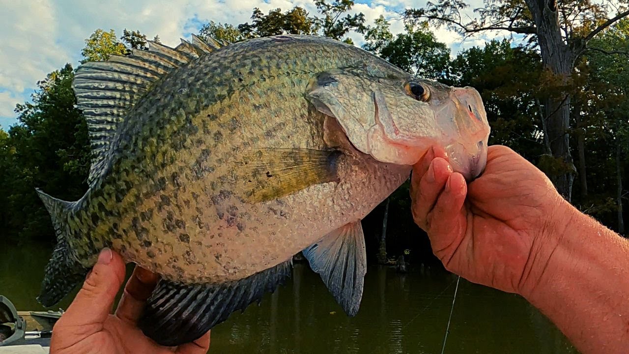 Catching some good crappie slabs in the fall - Crappie fishing