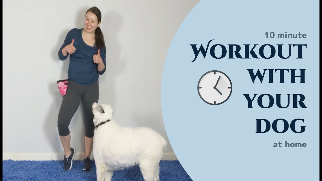 Top 7 Exercises You Can Do With Your Dog Today!