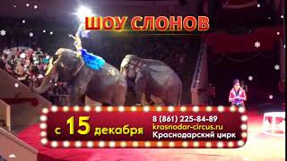 В Краснодарском Цирке — новогодний праздник: Большой варшавский цирк представляет «Шоу слонов»!