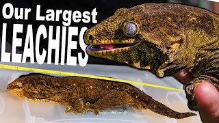 Our Largest Giant Geckos! (Weight & Length) by TikisGeckos 7,852 views 3 months ago 15 minutes