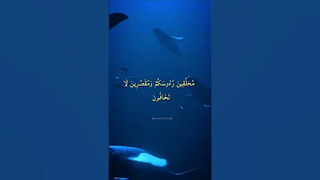 نزلت على النبي ﷺ سورة الفتح أنا فتحنا لك فتحا مبينا وين الفتح هذا طب ليش ماانزلت هالسورة في غزوة بدر 