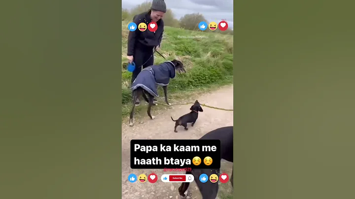 Watch the video about 🐕🐾 Best Pet Videos Ever! Dogs & Cats at Their Funniest #viral #shorts #pets 🐶🐱 #animals #cute