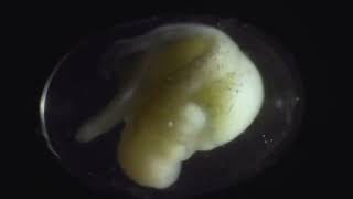 3 Week Timelapse Of A Salamander Growing From A Single Cell 🦎