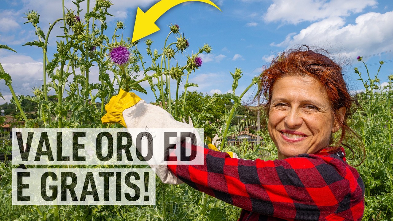 4 ERBE spontanee che FANNO BENE alla salute. Scoprile e raccoglile🌿