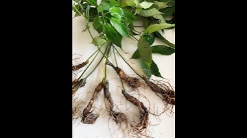 8 củ sâm nặng 3 lạng giá yêu thương mời các bác 0377965679 e Nguyệt nhé