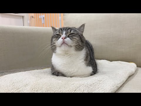 いつもと違う時間に「ごはん食べる？」と聞いたら猫の反応がかわいすぎたw