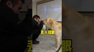 【旺仔很忙🐶Wangzai Is Budy】狗子：这恐怖片是非看不可吗？Is This Horror Movie A Must-Watch?