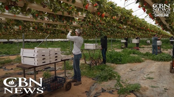 Israel S Gaza Area Farmers Touched By American Volunteers With Big Hearts