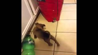 #stealthk9 high drive 8 week pup having fun