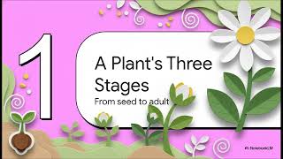 Primary 3 Science: The Life Cycle of Plants
