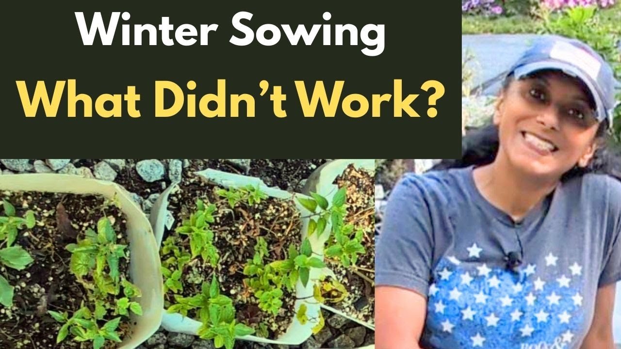 Winter Sowing Success & Failures: My Honest Review (Tips for FREE Perennials!)