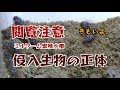 【閲覧注意】ミルワーム繁殖水槽に侵入した生物の正体について。【ゴミリウム番外編】