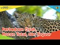 Perbedaan Citah, Macan Tutul, dan Jaguar