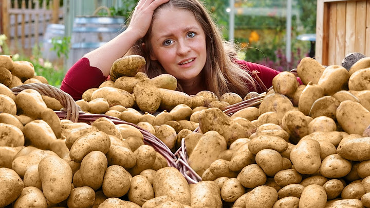 Meine größte Kartoffelernte jemals (aber da ist ein Problem 😟)
