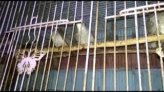suara burung gacor