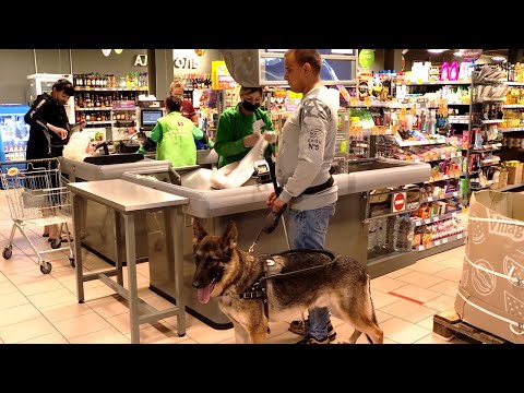 Видео: Выпускной день собаки-поводыря