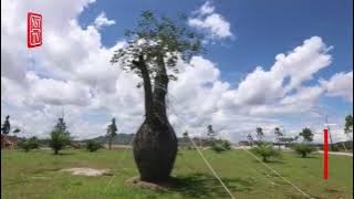 Pokok benang sutera tumbuh subur di Kuala Nerus