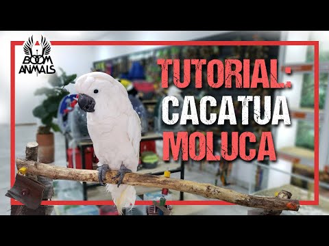 Vídeo: Cacatua de Goffin: descrição, cuidado, doença