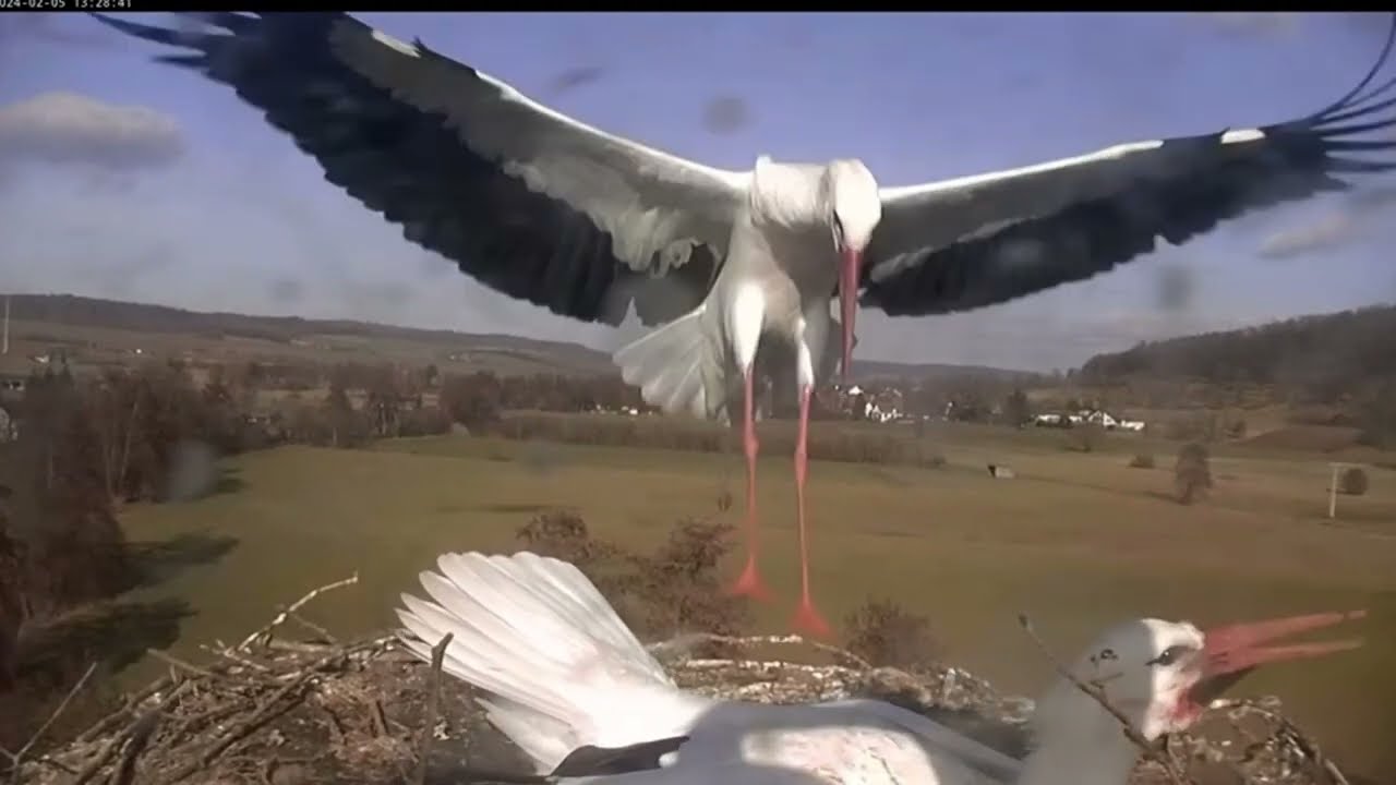 🔴 Livestream - Storchennest Fohrde - Nest 1 🐦 (White Stork, Bocian)