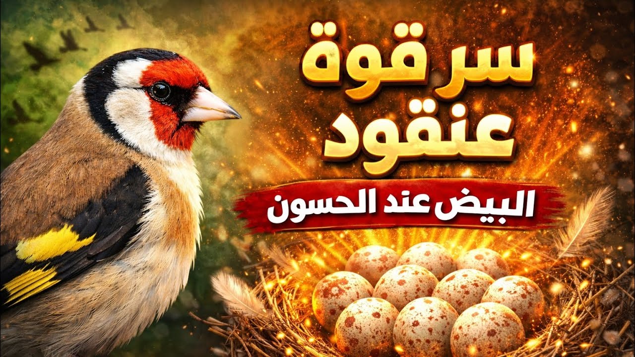 سر قوة عنقود البيض عند الحسون 