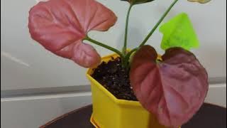 Сингониум Orm Nak