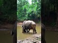 Amazing #viralvideo #foryou #food #asmr #reelsvideoシvideo #shorts #animals #reelviral   #sealife