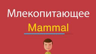 Млекопитающее по-английски Млекопитающее по-английски
