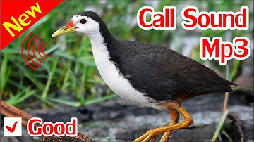Breasted Waterhen Sound, Tiếng Chim Quốc Mái Mồi Cực Hay Chuẩn MP3