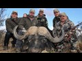 MONSTER CAPE BUFFALO