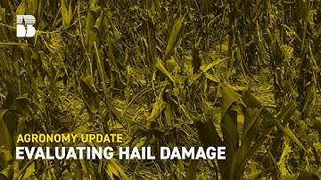 Evaluating Hail Damage | Agronomy Update