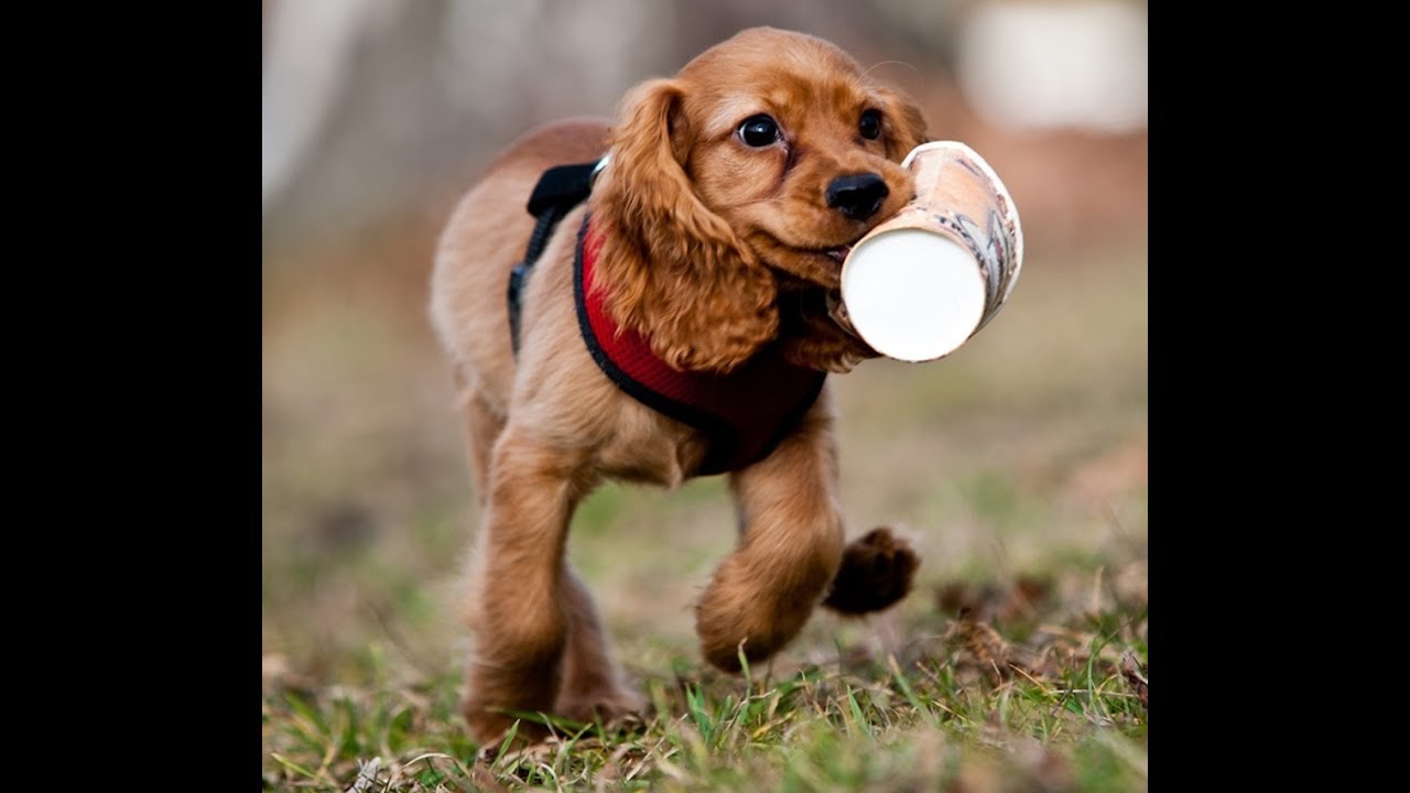 funny cocker spaniel