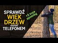 Jak określić wiek drzewa? - Telefonem i innymi sposobami. - o Lesie #36