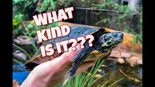 How to identify cooters!!